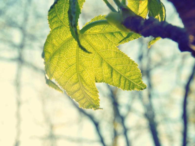 王者荣耀体验服：官方网背后的秘密花园，你了解多少？